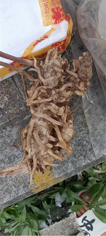 胡医师简介443.jpg